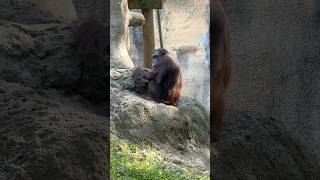 🦍🦧Zoo de Atlanta 🐘🦒#viralvideos #video #viral #viralreels  #instalike #reels #reelsinstagram