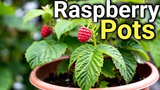 Container Raspberries | How to Grow Berries in Pots