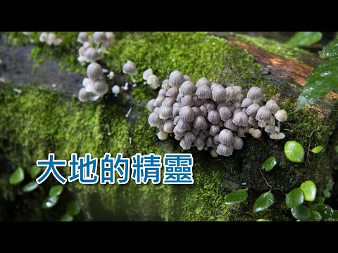 大地的精靈