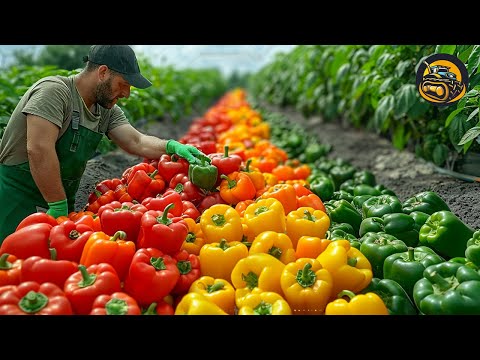 The More Modern Agriculture Machines That Are At Another Level, How To Grow And Harvest Bell Peppers