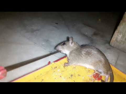 Save Rats, Mouse Trap, Gum Rat Trap, Mouse Trap, Rat Traps for home, Rat Killer Pad, Rat Glue Traps