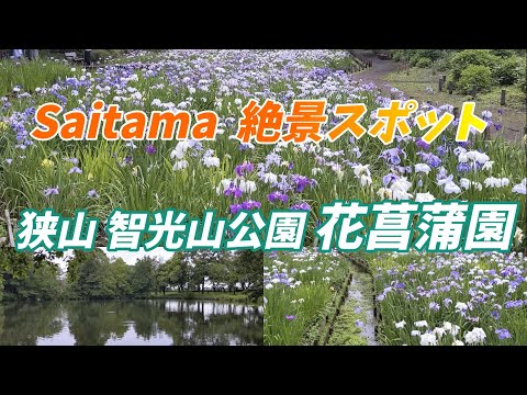 ‘’絶景 花菖蒲‘’ 埼玉県絶景スポット   都心に近い場所にこんな大自然があった！狭山智光山公園 花菖蒲園！