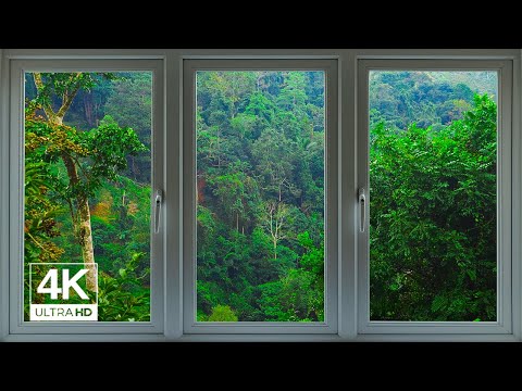 4K Jungle window view with birds singing - Relaxing, Calming, Ambience, white noise