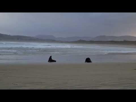 SEA LIONS TAKING REST ON THE BEACH