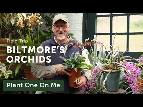 Tour BILTMORE'S ORCHID Conservatory — Ep. 372