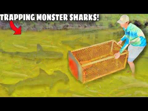 Trapping MONSTER Sharks For My BACKYARD POND!