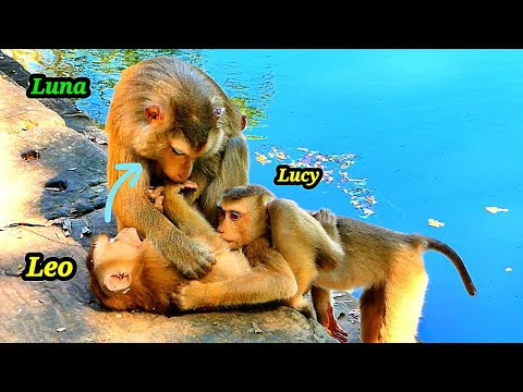 Relaxing Time../// Adorable Monkey LEO is Happily to grooming with Aunt LUNA & Sister LUCY.