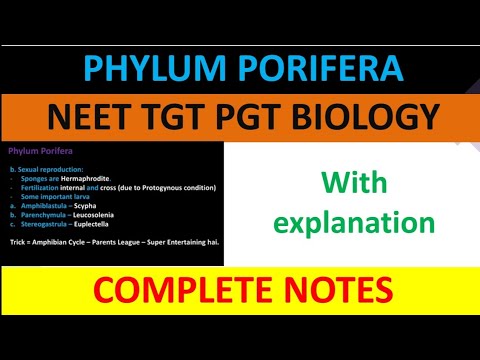 Phylum Porifera complete notes with explanation