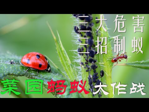 【渔耕笔记】种菜 杀蚂蚁 | 菜地螞蟻的危害及如何有机杀蚂蚁