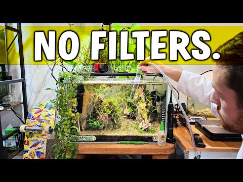 Nature's Balance: How And Why Aquarium Filters Aren't Always Necessary