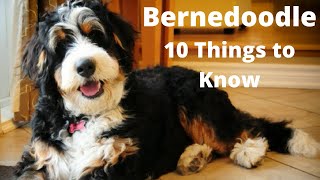 Bernedoodle - 10 Things To Know About the Bernese Mountain Poodle Mix