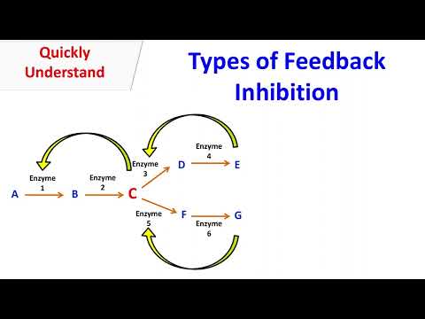 Types of feedback inhibition.