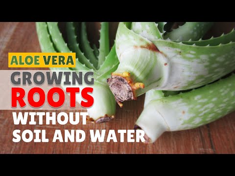 How To Make Aloe Vera Cuttings Grow Roots Without Water and Soil