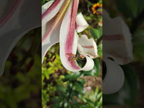 An elegant wasp on an elegant lily #nature #plants #insects #wasp #wildlife #asmrnature