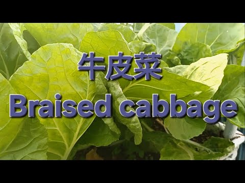 牛皮菜 Braised cabbage