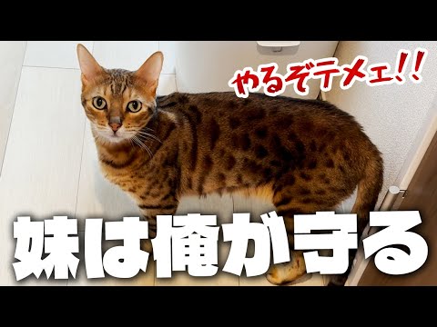 妹猫を守るためにかつての凶暴猫の姿が蘇る元噛みつき猫。実はツンデレな一面もあるとかないとか…