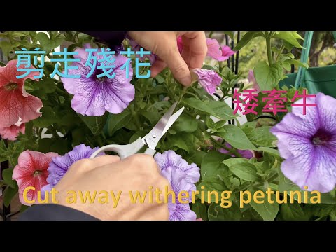 怎樣剪走殘花 – 矮牽牛 – How I cut away withered flowers - petunia {種花篇 Gardening}