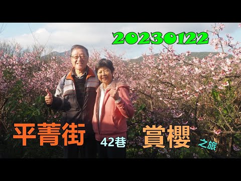 20230122 平菁街42巷賞櫻之旅