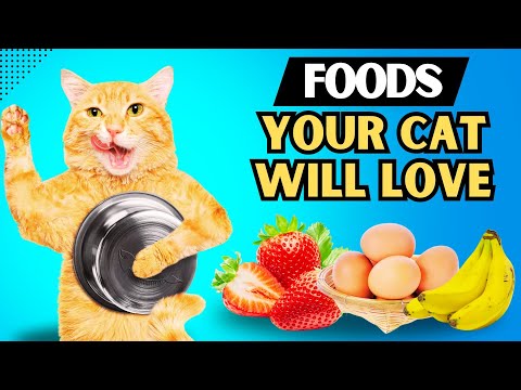 Human Foods That Cats Can Enjoy