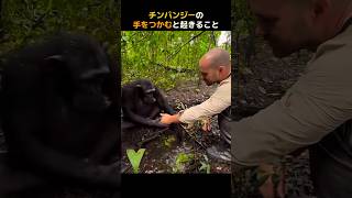 チンパンジーの手をつかむと起きること