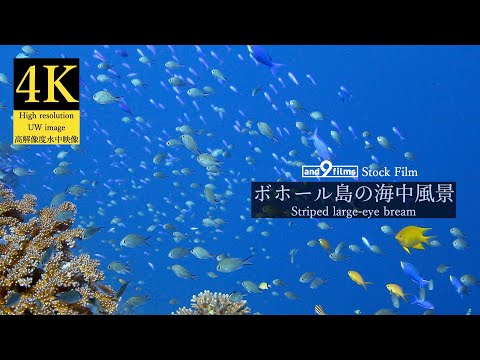 【4K 水中映像】フィリピン ボホール島の海中風景 / Underwater scenery / Philippines Bohol island