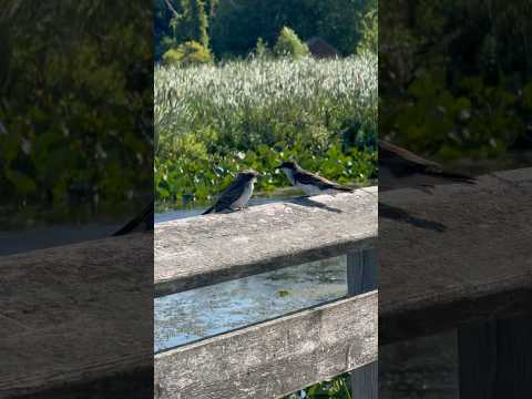 Birdwatching in the marshlands of Point Pelee National Park, the southernmost point of Canada!