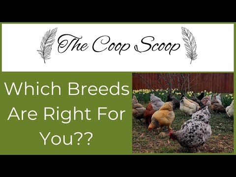 Compatible Chicken Breeds For a Mixed Flock