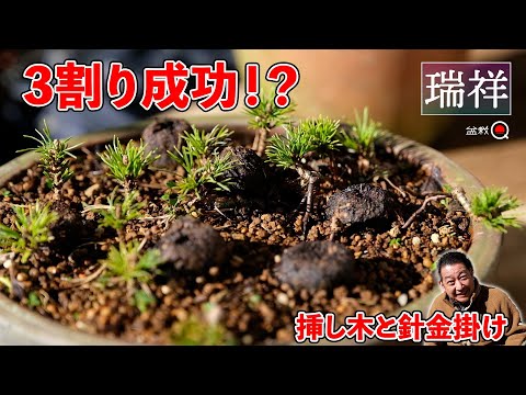 Zuisho cutting results, wire hanging, winter cuttings⁉ [Bonsai Q]