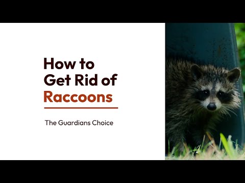 Raccoon Troubles? How to Safely Get Rid of Raccoons from Your Property | The Guardian's Choice