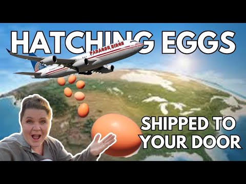 How To Package & Ship Chicken Hatching Eggs Across The Country! Find Best Methods!