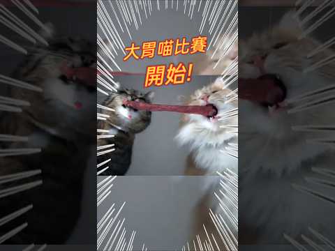 大胃喵挑戰!究竟誰是贏家?#吃播 #大胃王 #美食 #cat #可愛 #貓 #貓咪 #短片 #貓主子 #貓奴 #萌系 #萌寵 #療癒 #可愛動物 #治癒系 #治癒小貓 #lovely #kitten