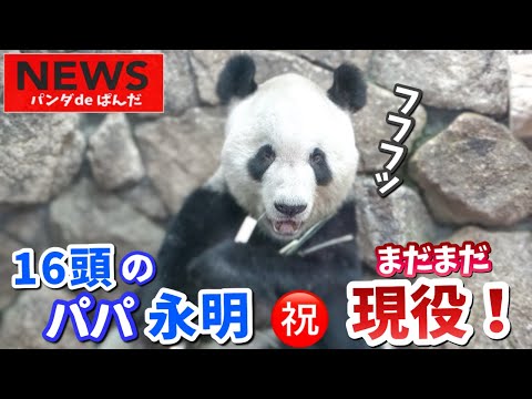 【パンダアイドル楓浜】㊗️32歳のレジェンド！永明パパがつないだ家族の絆🐼