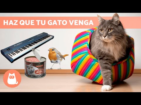 SONIDOS para ATRAER GATOS 📣🐈  ¡Sonidos para que tu GATO VENGA!