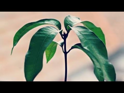 MANGO PLANT CARE +( Method to grow)