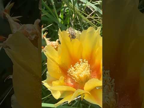 Cactus Bee #texas #countrylife #precious #bees #beehive #catlovers #cactus #cactusmania #toebeans