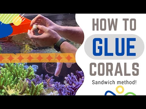 How I glue corals to my rock - sandwich method!