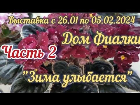 *ФИАЛКИ -24* Выставка в Доме Фиалки(Москва) с 26.01 по 05.02.24г. Часть2 #фиалки #выставка #violetta