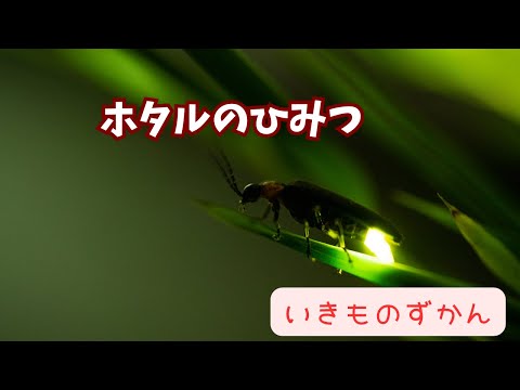 【いきものずかん】ホタルのひみつ