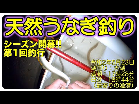 令和2年5月23日 うなぎ釣りシーズン開幕（天然うなぎ）ドバミミズ使用