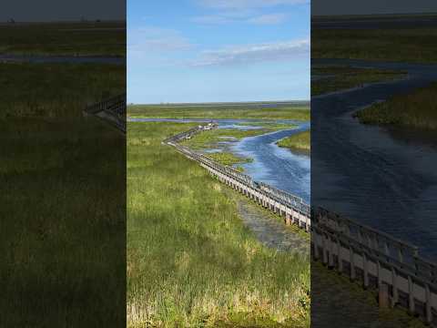 The marsh at Point Pelee National Park is one of the largest remaining marshes in southern Ontario!