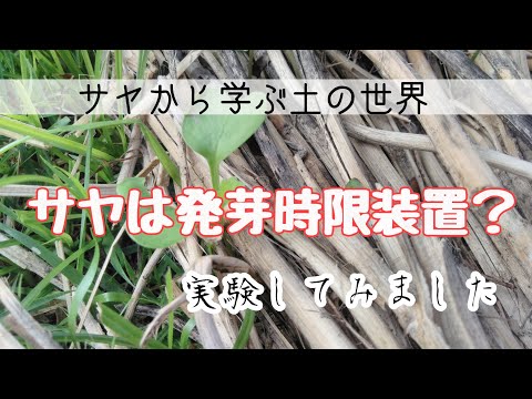 大根のサヤから教わる土の中の世界