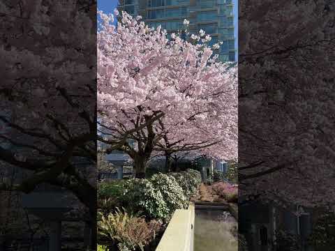 Take a deep breath and enjoy the beautiful cherry blossoms 🌸 #vancouver #cherryblossom