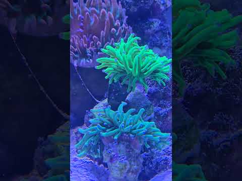 Beautiful bubble tip anemone and black widow anemone