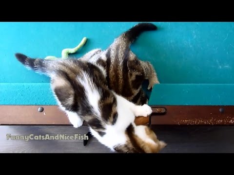 Funny  Kittens Learns to Fish