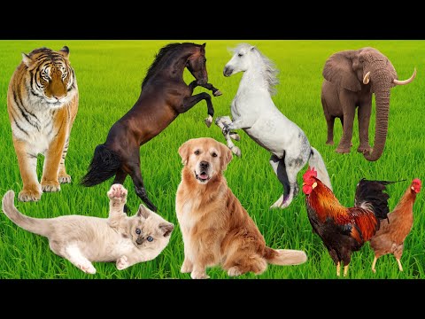 Learn about family animals: Cats, Dogs, Horses, Cows, Chickens, Ducks - Animal food