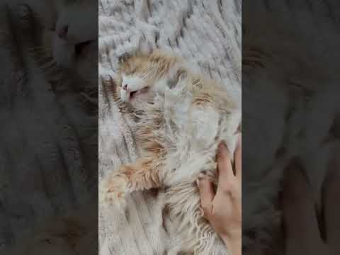 От Рыжика привет #cat