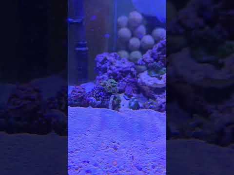 40 GALLON REEF UPDATE BUBBLE TIP ANEMONE #reef #reefkeeping #coralreefaquarium #BTA #nems #anemone