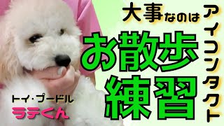 【トイプードル】８日間のお散歩練習でここまで変わる！？トイプードル・ラテちゃんの成長日記♪