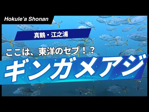 【ダイビング】江之浦でギンガメアジに囲まれる！