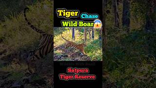 Tiger Chase Wild Boar | Tiger Attack | Satpura Tiger Reserve | Madhai Gate #mptourism